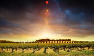 Sunset over vineyard with dramatic sky.